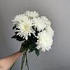 Купить цветы в магазине в городе Адлер-Сочи