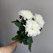 Купить цветы в магазине в городе Сириус